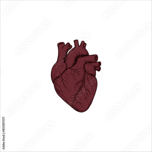 heart organ image artwork handmade illustration