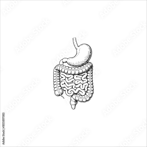 digestive organs drawing artwork handmade illustration