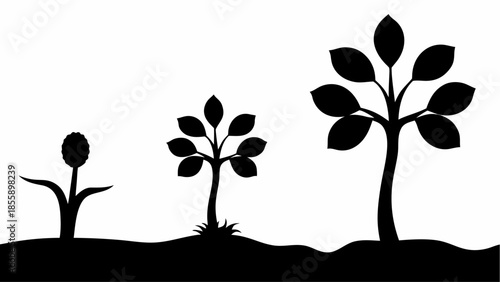 A sequential progression of plant growth is depicted by three silhouettes on a white background.