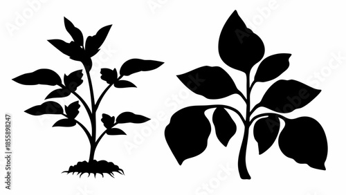 Two distinct black plant silhouettes, one with visible roots and the other a larger stem with leaves, are depicted side-by-side on a white background.
