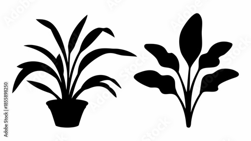 Two distinct black plant silhouettes, one potted and the other a standalone leafy stem, are presented on a white background.