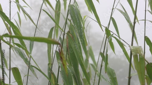 Fresh green foliage showcases macro droplets of crystal clear dew and rain on a wet leaf in a spring garden environment
