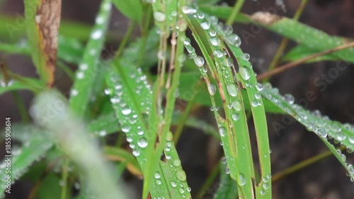 Fresh green foliage showcases macro droplets of crystal clear dew and rain on a wet leaf in a spring garden environment