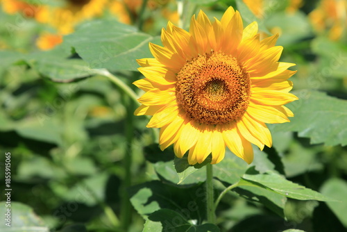 満開のヒマワリ