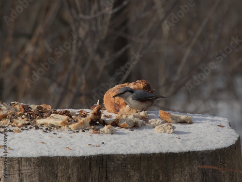 Feeding birds in winter, hungry nuthatch, how to help birds in times of famine, nuthatch.