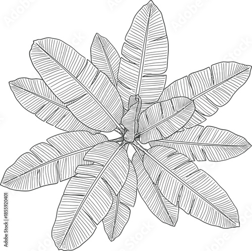 Hand Drawn Banana Plant Leaves Top View Vector Outline Illustration Tropical Botanical Foliage Sketch