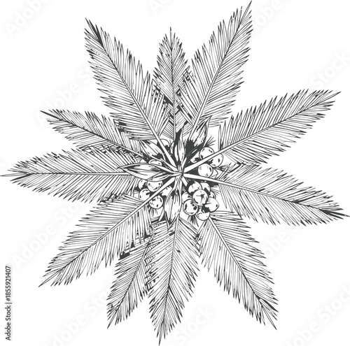 Vintage Hand Drawn Top View Palm Tree Crown with Coconuts Black and White Sketch Vector Illustration