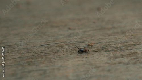 a forest tick on a wooden board