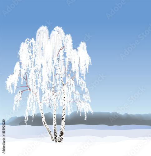 Winter snowy landscape with russian birch tree. Christmas background.  Winter nature holiday snowfall  snowdrifts skyline view.