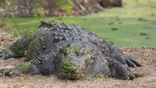 Vászonkép a Mugger crocodile(Crocodylus palustris) is resting