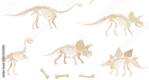 Dinosaur skeleton vector illustration set with prehistoric fossils, bones, and extinct reptiles for paleontology, museum education, science, and history design concepts