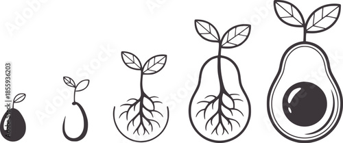Avocado seed germination stages in black and white line