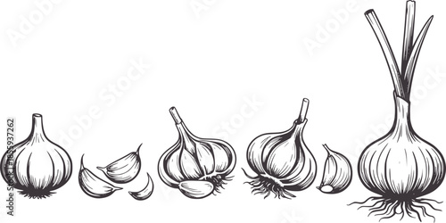 Black and white line of garlic bulbs and cloves with roots