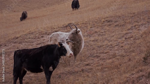 Yaks Grazing on Mountain Pasture Tien Shan Kyrgyzstan