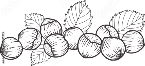 Black and white line of hazelnuts with leaves outline