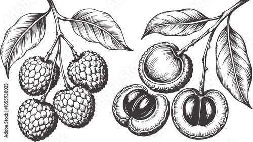 Detailed black and white botanical line of whole and halved sapodilla fruits with leaves