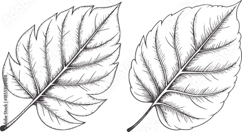 Hand drawn black and white compound leaf with detailed veins