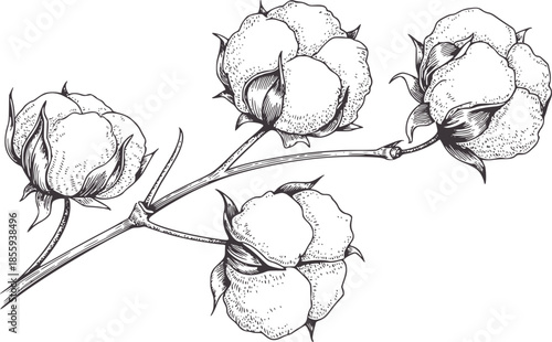 Hand drawn black and white cotton branch with four flower bolls