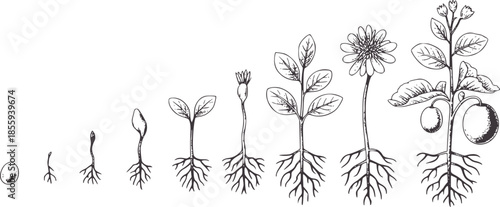 Stages of plant growth from seed to fruiting monochrome botanical