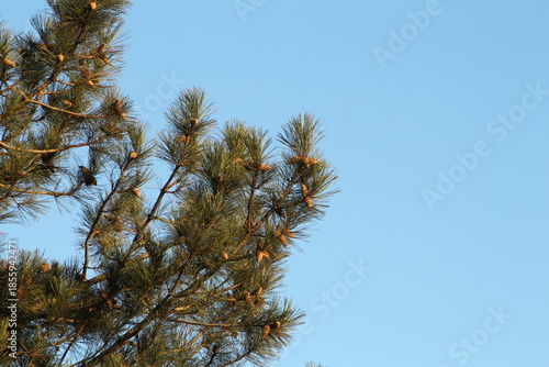 Fotografie A tree with many branches
