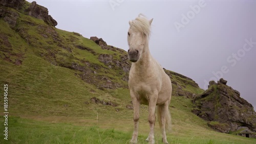 White Icelandic Horse Standing on Scenic Green Hills Iceland