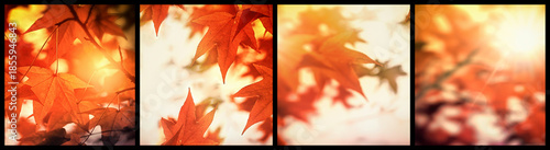 Autumn leaves, autumn leaves on branch lit by sunlight in late afternoon, beautiful nature in autumn