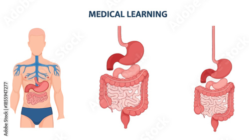 Comprehensive overview of human digestive system with emphasis on stomach and intestines for