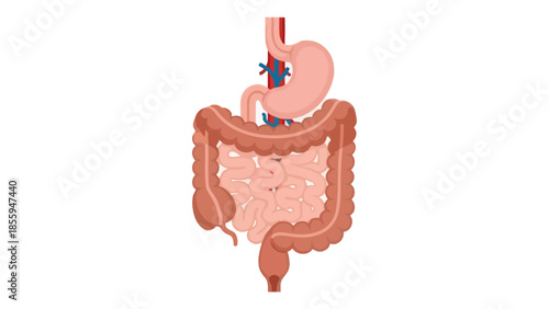 Illustration of the Human Digestive System Focusing on Stomach and Intestines