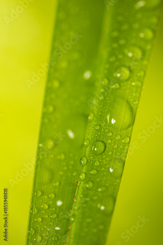 Close-up of Water Droplets on a Green Leaf with a Soft Yellow Background