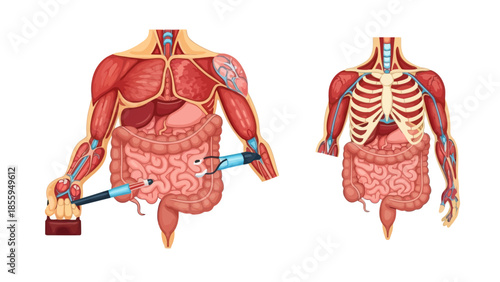Detailed anatomical illustration highlighting muscular and skeletal systems with focus on internal