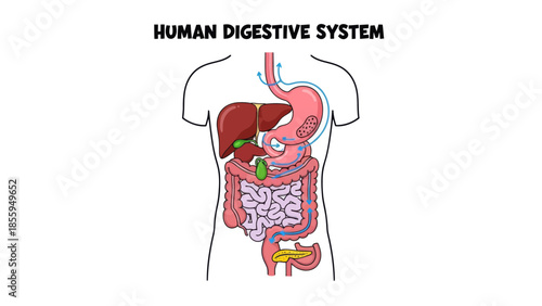 Detailed illustration of the human digestive system showcasing organs and processes involved in
