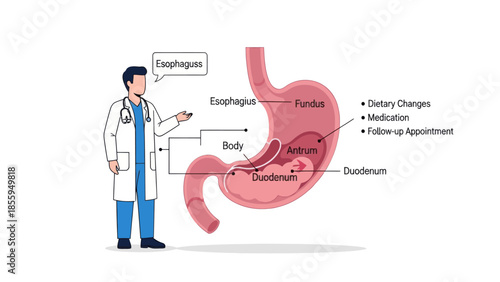 Comprehensive Diagram of the Human Digestive System Highlighting Stomach Sections and Medical