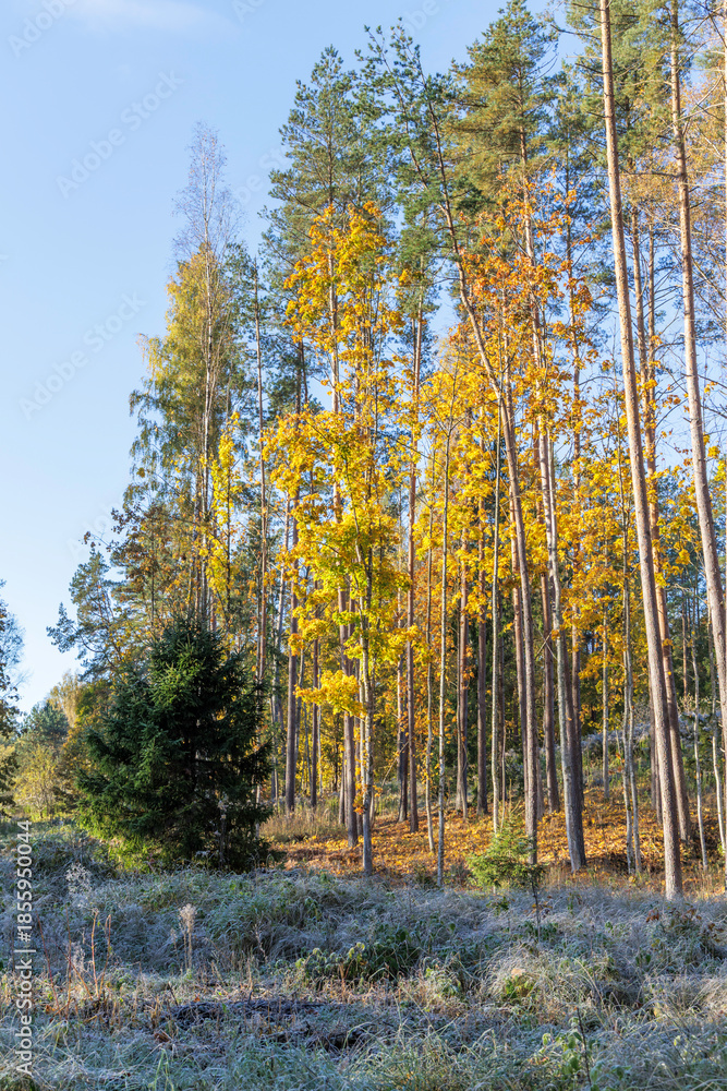Fototapeta premium Sunlit Autumn Woodland with Hoarfrost