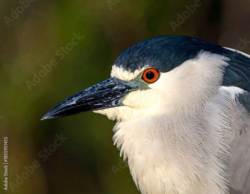 Close-up of a night heron's head and neck against a blurred, out-of-focus background. The bird has orange eyes and detailed features