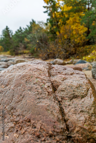 Large Wet Coastal Boulder with Forest Background