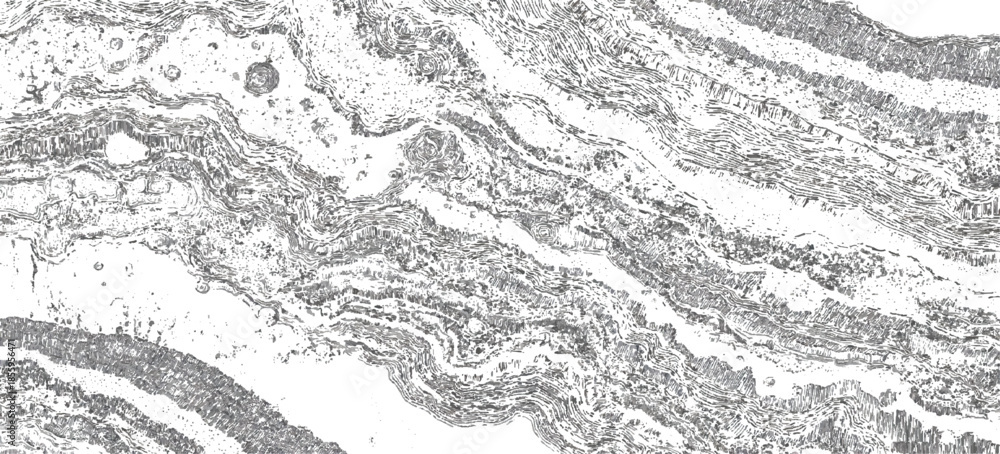 Fototapeta premium Vintage abstract rock strata pattern with organic wave lines textured. sandstone sedimentary rock formation natural earth strata background.