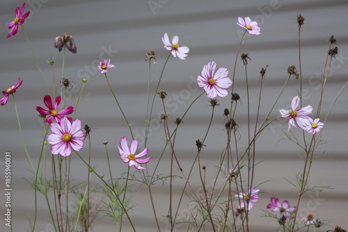 A closeup of bright pink and white cosmos blossoms blooming in a beautiful summer garden field showcases the macro beauty of spring flora in nature
