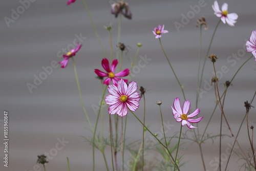A closeup of bright pink and white cosmos blossoms blooming in a beautiful summer garden field showcases the macro beauty of spring flora in nature