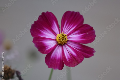 A closeup of bright pink and white cosmos blossoms blooming in a beautiful summer garden field showcases the macro beauty of spring flora in nature
