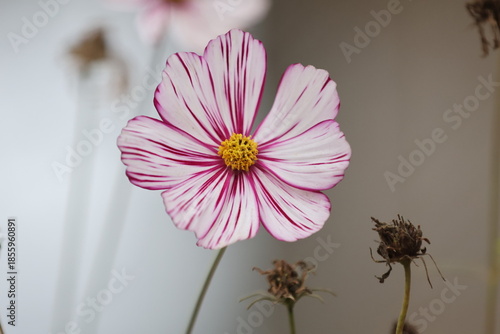 A closeup of bright pink and white cosmos blossoms blooming in a beautiful summer garden field showcases the macro beauty of spring flora in nature