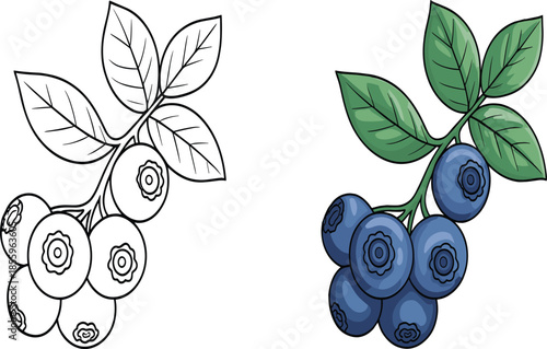 Two-Part Illustration Featuring a Minimalist Line Art Sketch and a Full-Color Realistic Rendering of a Ripened Blueberry Cluster for Culinary and Organic Branding.