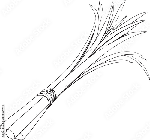 Lemongrass Hand-drawn Sketch Drawing Vector Illustration, Line Linear Symbol Engraving Coloring Book, Black and White Isolated