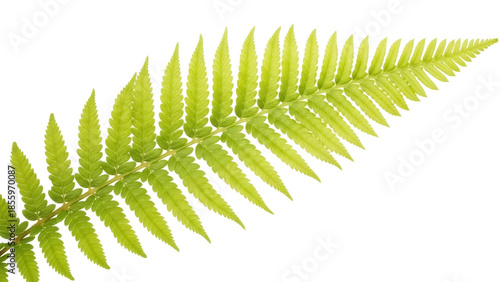 Bilde på lerret Isolated fern frond on a neutral background, elegant greenery with intricate lea