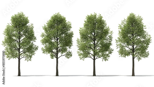 Four green trees with lush foliage on white background for design