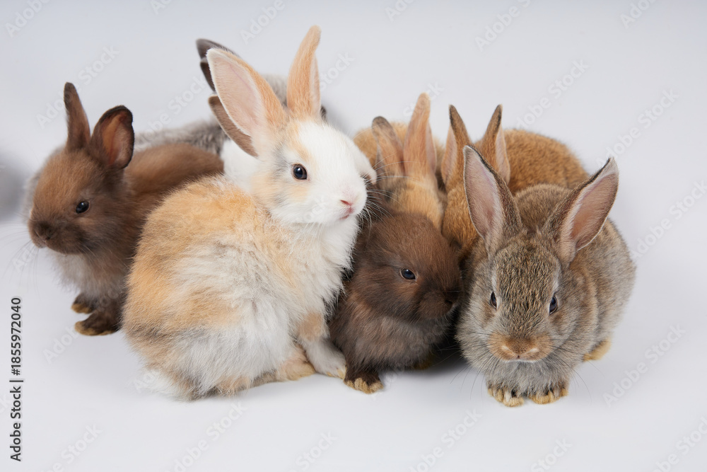 Obraz premium portrait group of baby rabbits isolated on white background