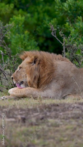 Wallpaper Mural African Lions In Cinematic Slow Motion Action in Maasai Mara Kenya Safari Wildlife Predator Video Footage Torontodigital.ca