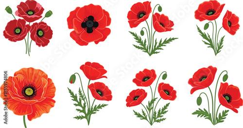 Beautiful set of red poppy flower illustrations with green leaves and buds for floral arrangements and spring designs.