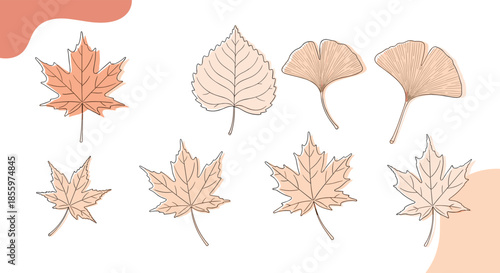 An artistic set of autumn leaves including maple and ginkgo drawn in a delicate line art style with soft color accents.
