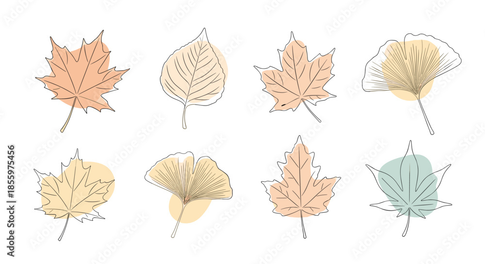 Obraz premium An artistic set of autumn leaves including maple and ginkgo drawn in a delicate line art style with abstract color shapes.