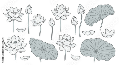 A large set of detailed black and white line art illustrations of lotus flowers including blossoms buds and large leaves.